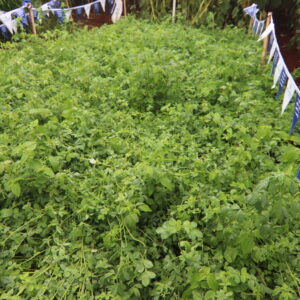 Coriander