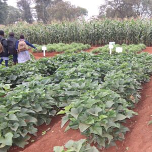 Sweet-potatoes stems
