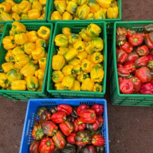 Yellow and red Capsicum