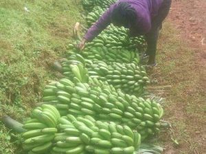 Tissue Culture Bananas